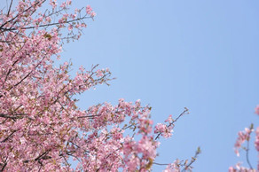 Cherry blossoms in full bloom in Quzhou