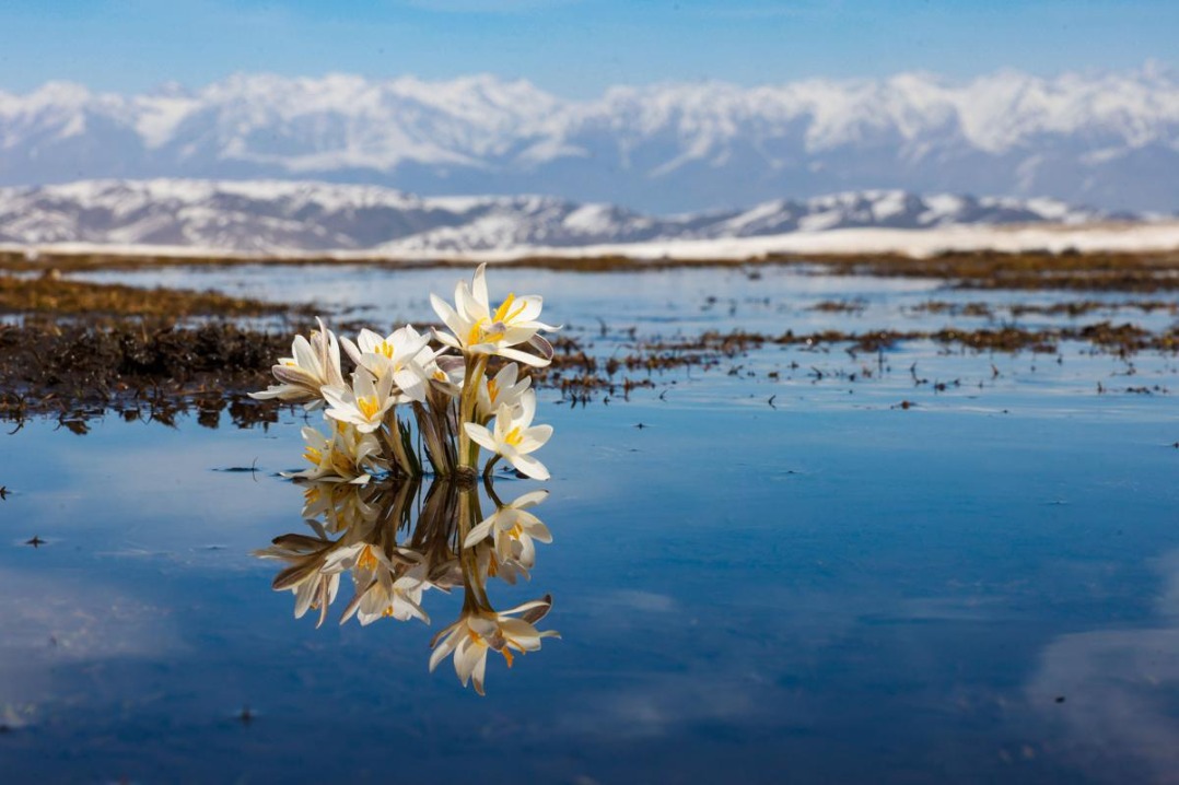 White crocuses bloom after snow retreats in Xinjiang