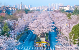 Colorful blossoms add spring sheen to Yangzhou
