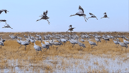 Ordos wetlands draw thousands of migratory cranes