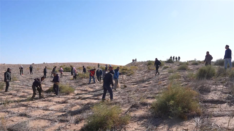Inner Mongolia issues standards to assess desertification control outcomes