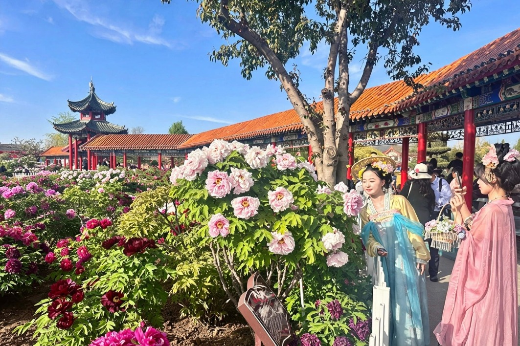 Peony culture and industry take center stage in Shandong's Heze
