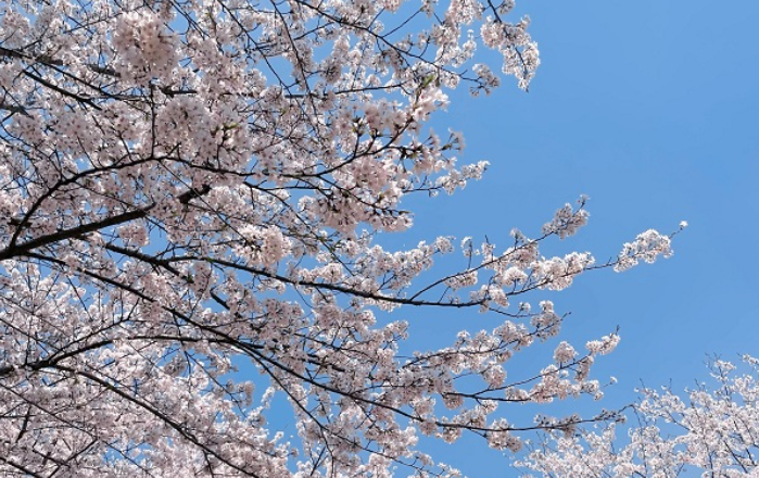 Guiyang launches cherry blossom charter service