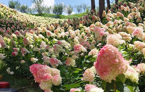 Guizhou Plum Blossom Garden prepares for spectacular hydrangea bloom