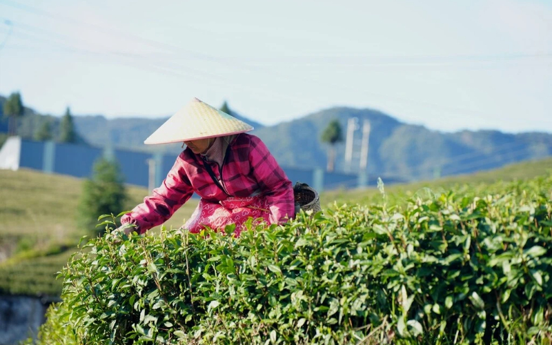 Tea.jpg