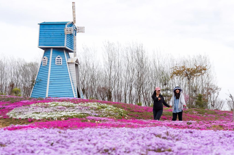 Flowers  present a colorful tapestry in Qingdao