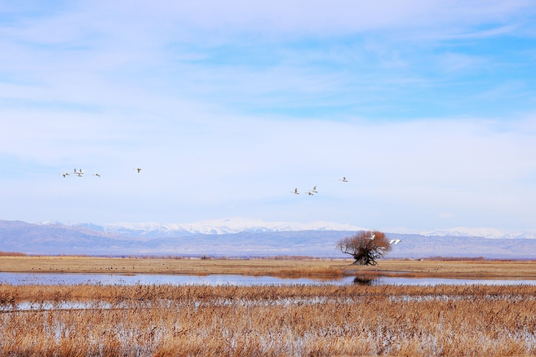 Migrating swans revive northern Xinjiang's Kekesu Wetland