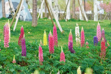 2026 Shanghai International Flower Show's Pudong Qiantan venue to open in April