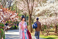 Shanxi's 'flower viewing economy' fuels urban and rural development