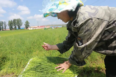 Youyu county scallions receive EU organic certification