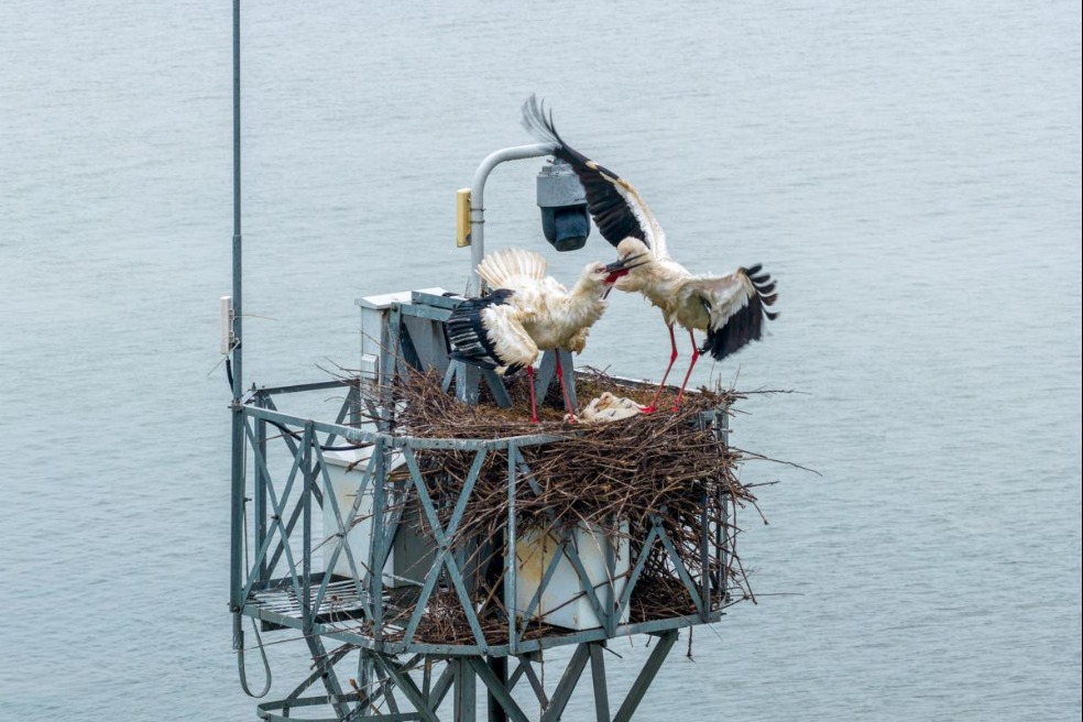 Nesting oriental storks make themselves at home in Hunan reserve