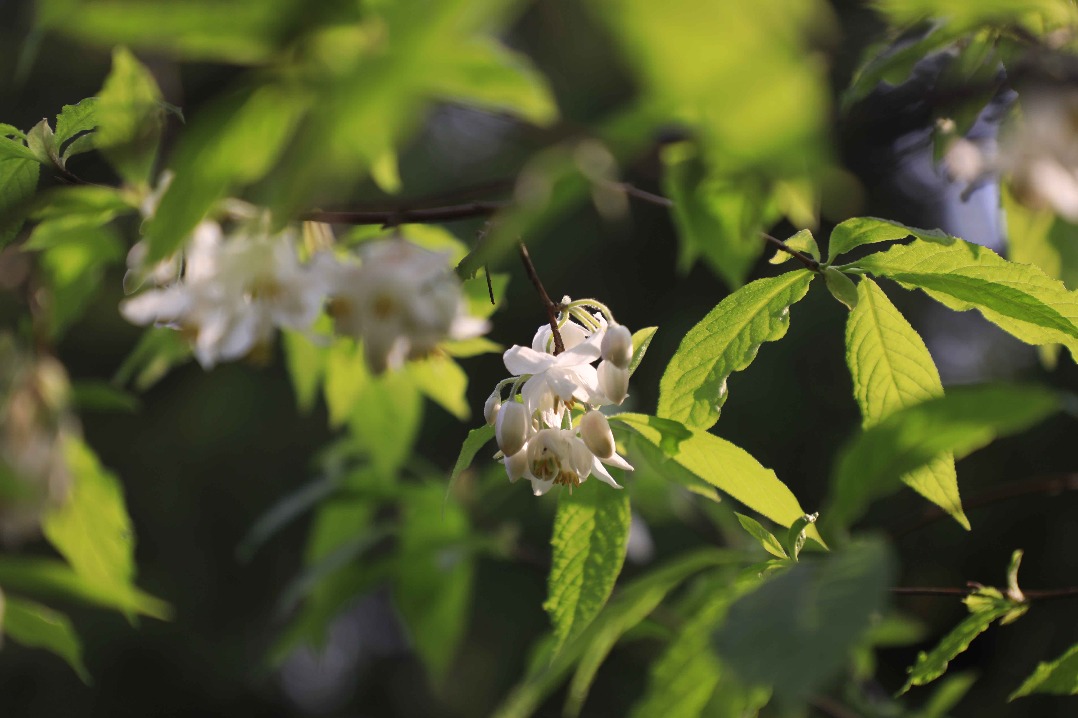 Rare tree blooms for first time in Hunan garden