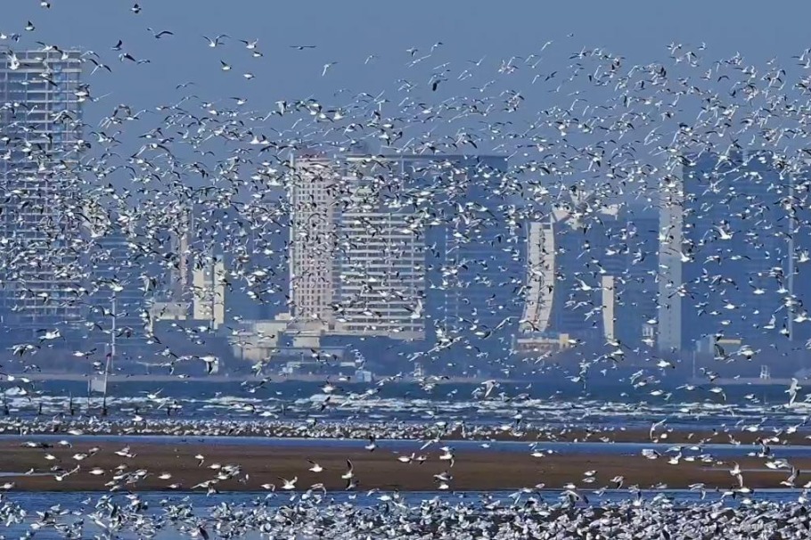 Seagulls put on spectacular display in Hebei's Beidaihe