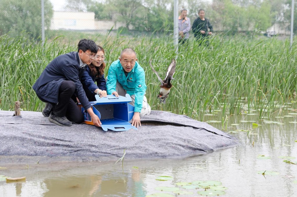 Second-generation Baer's pochards released at Hengshui Lake National Nature Reserve in Hebei