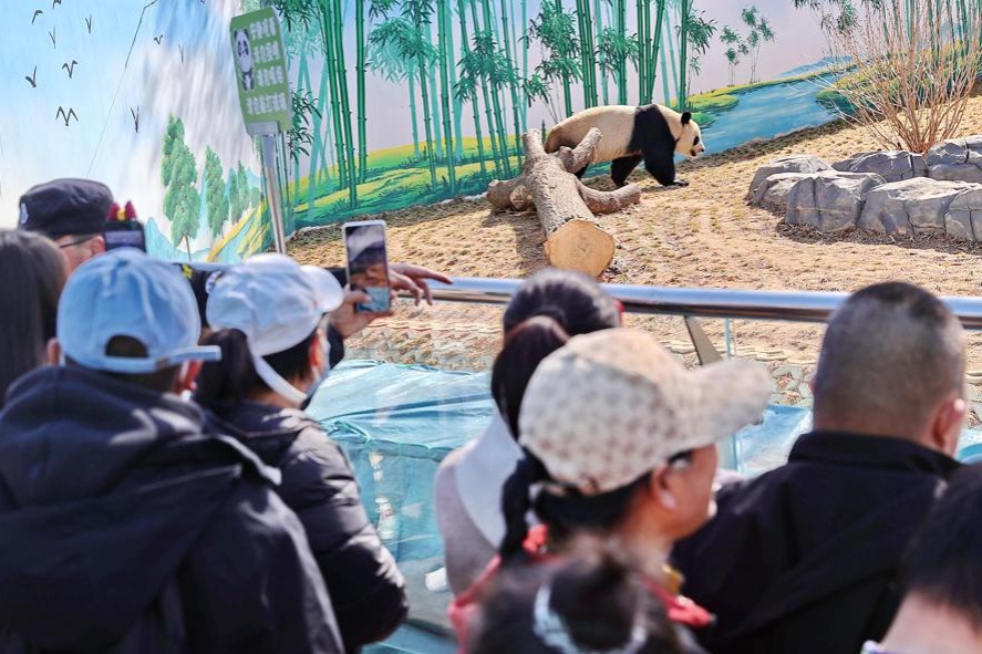 Giant pandas offer healing to children with autism in Hebei