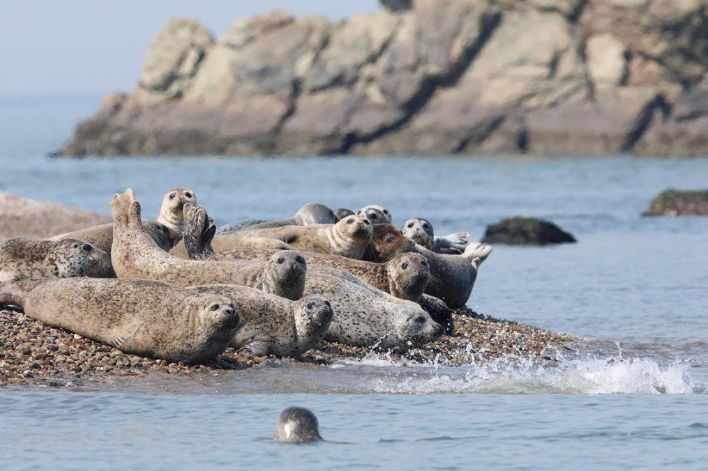 Five spotted seals released into Yellow Sea off Dalian