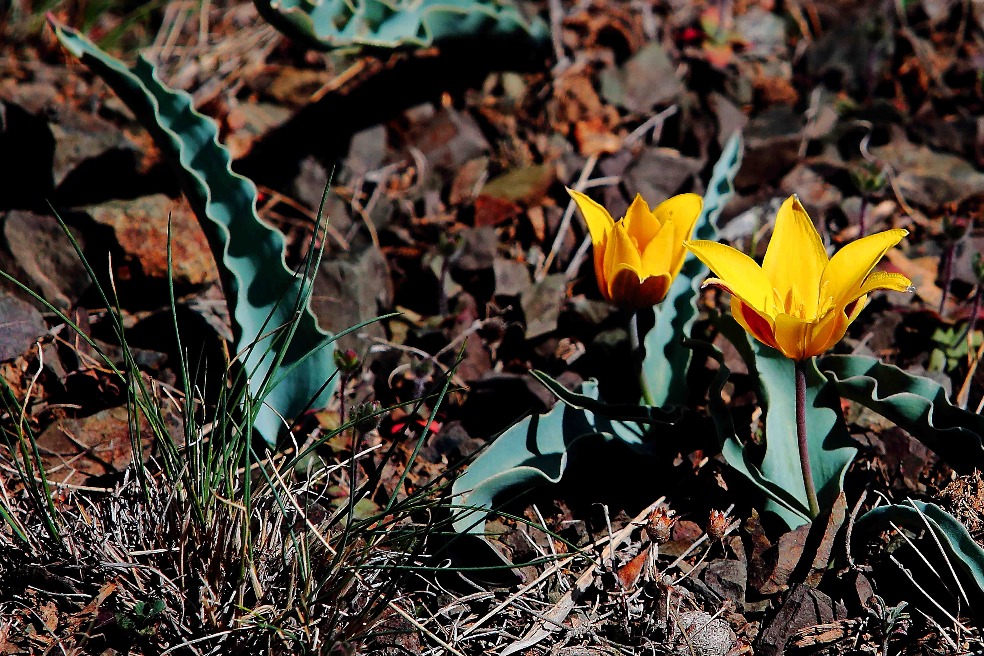 Protected wild tulips emerge from Xinjiang mountain rocks