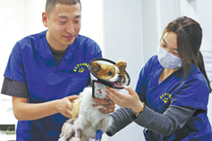 Rise in pet ownership creates economic opportunities