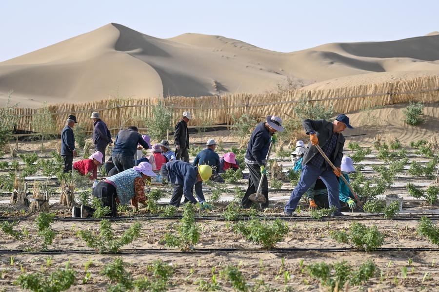 China makes major strides in fight against desertification, shares lessons with world
