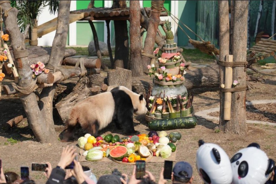 Harbin panda pavilion hosts birthday bash for twin pandas