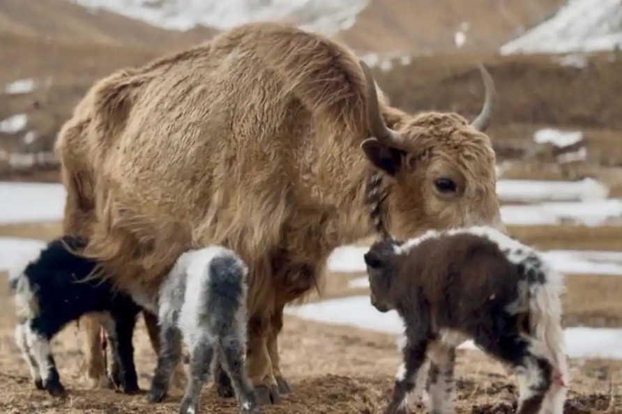 Xizang yak delivers region's first recorded natural triplets