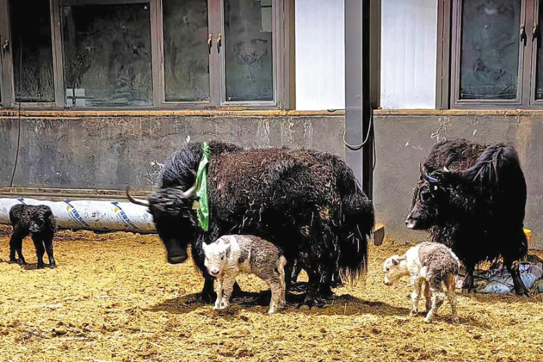 Plans to clone over 100 yaks by 2028