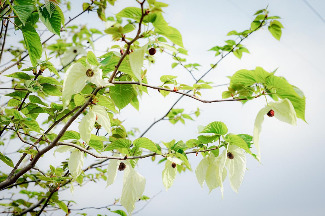 Cultivated dove trees reach peak bloom in Yunnan