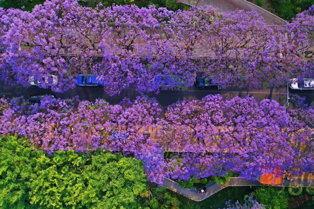 Kunming's 20,000 jacaranda trees paint city purple