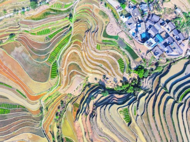 Yunnan's Hani terraces shimmer as planting season begins