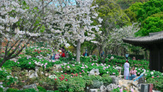 Peony blooms draw visitors to Zhoushan's Shen Garden