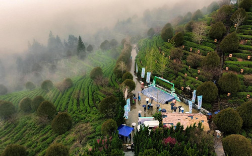 Quzhou celebrates spring harvest of Kaihua Longding tea