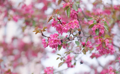 Crabapple blossoms make for stunning spring sight in Quzhou