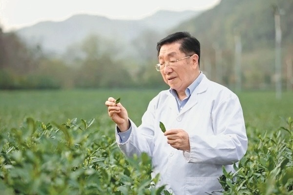 Tea science pioneer Chen Zongmao: One life, one passion, one cup of tea