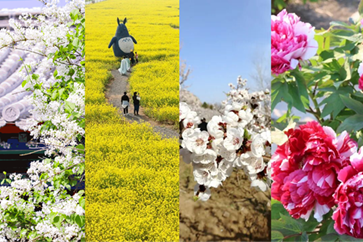 Let Jining's flowers whisper spring to you