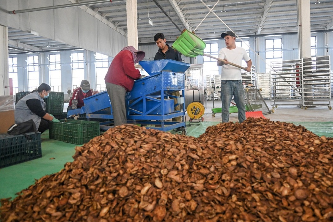 Green belt helps curb desertification, invigorate local industries in Xinjiang