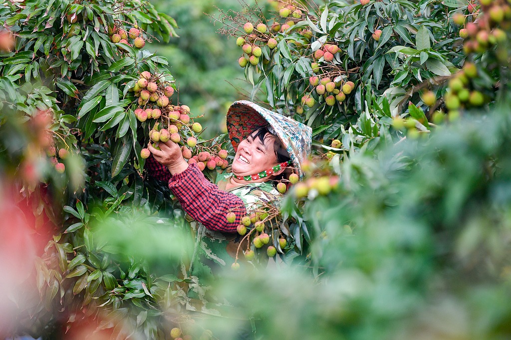 Lychee industry takes root in Hainan province