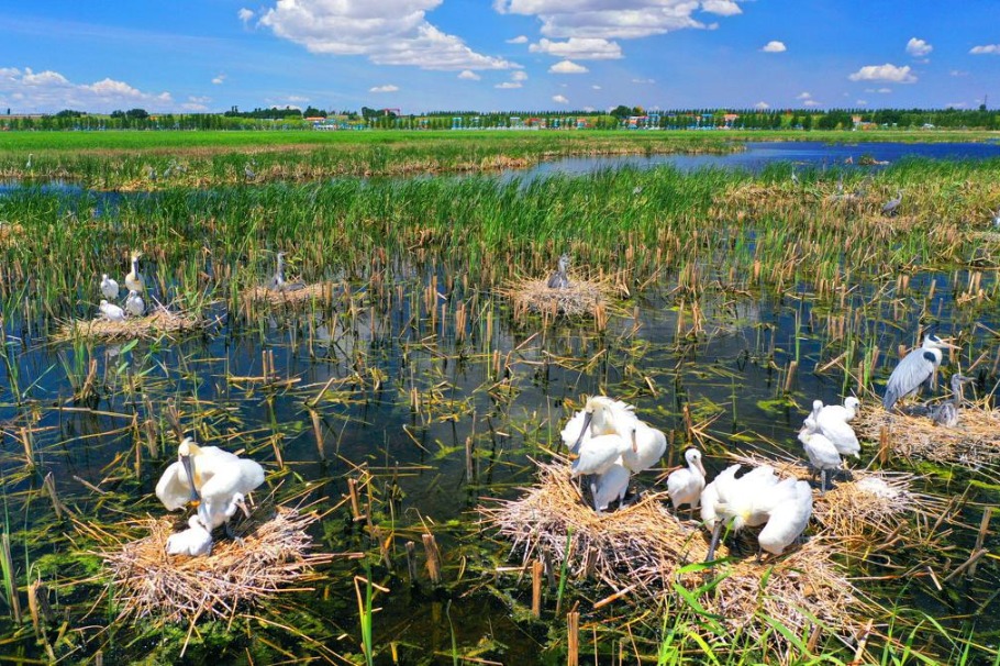 Jilin's ecological restoration spurs massive migratory bird wave