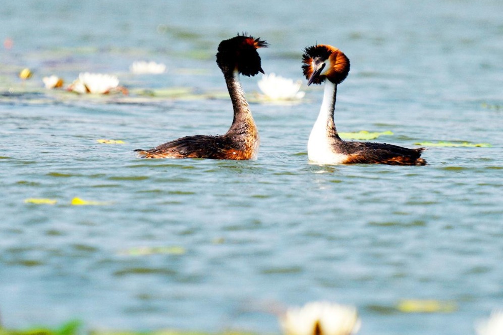 Hebei lake in full bloom for nesting birds