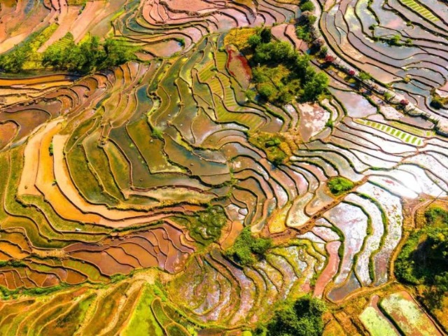 Terraced fields offer picturesque scenery in Yunnan