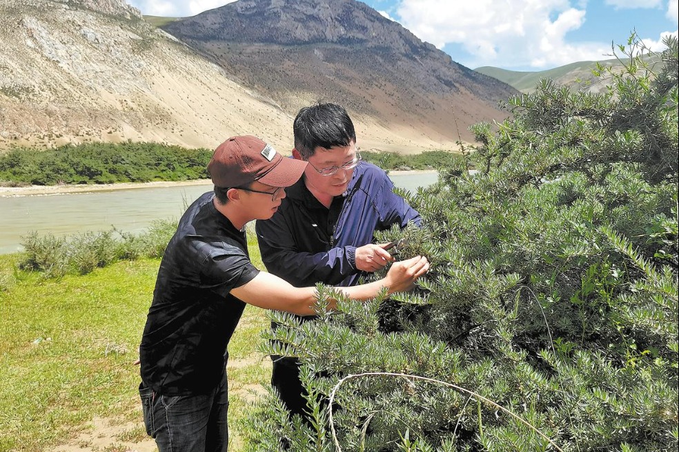 Shrub helps transform high plateau
