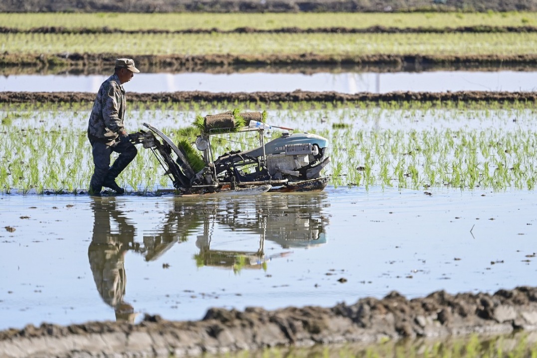 Farmers transplant rice seedlings in Xinjiang