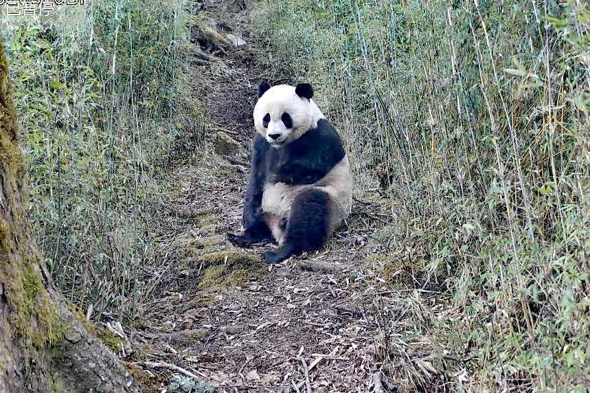 Wild giant pandas captured in active springtime routines in Gansu