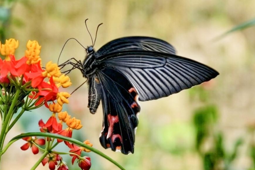 Butterfly emergence in Yunnan reaches decade-high peak