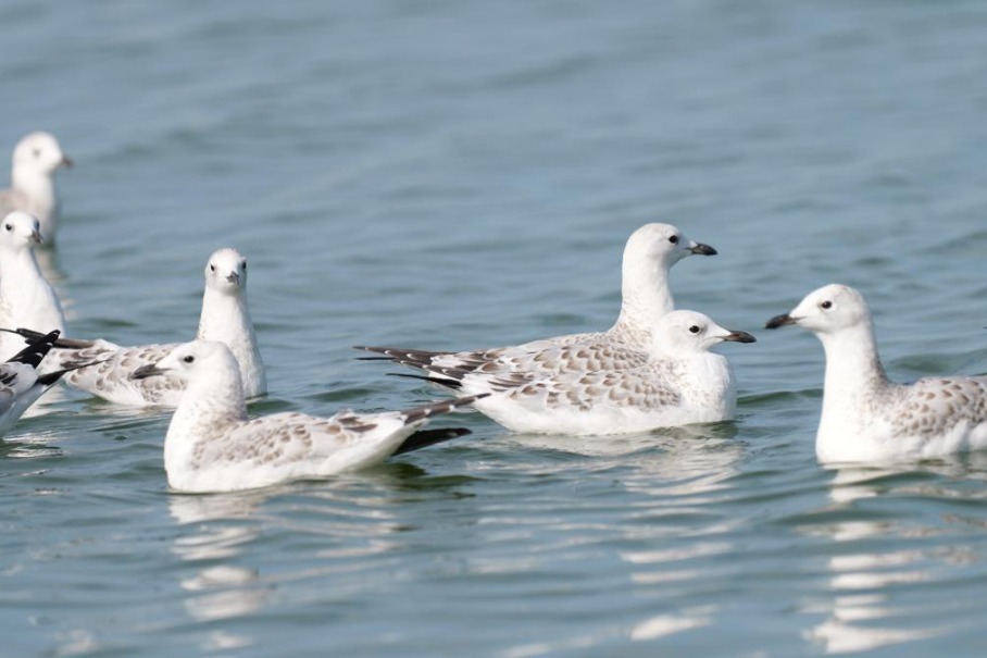 Endangered relict gulls migrate to Hebei wetland