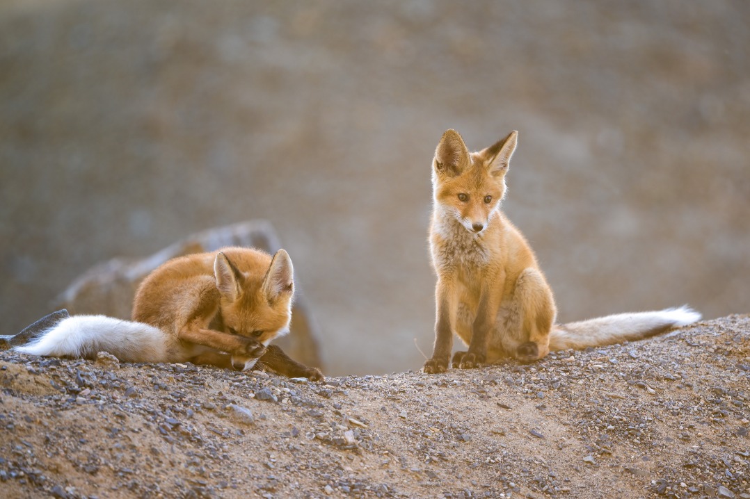 Photographer captures fox litter emerging from Xinjiang desert den