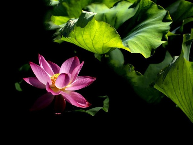 Lotus blooms paint a vibrant summer scene in Yunnan