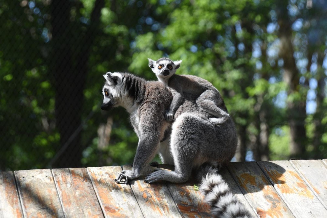 Harbin zoo welcomes 70-plus babies across 18 species this season