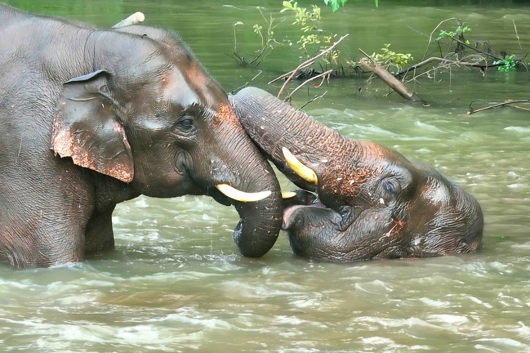 Wild Asian elephants frolic in water to beat the heat in Yunnan