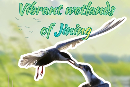Jining's wetlands: Where nature flourishes