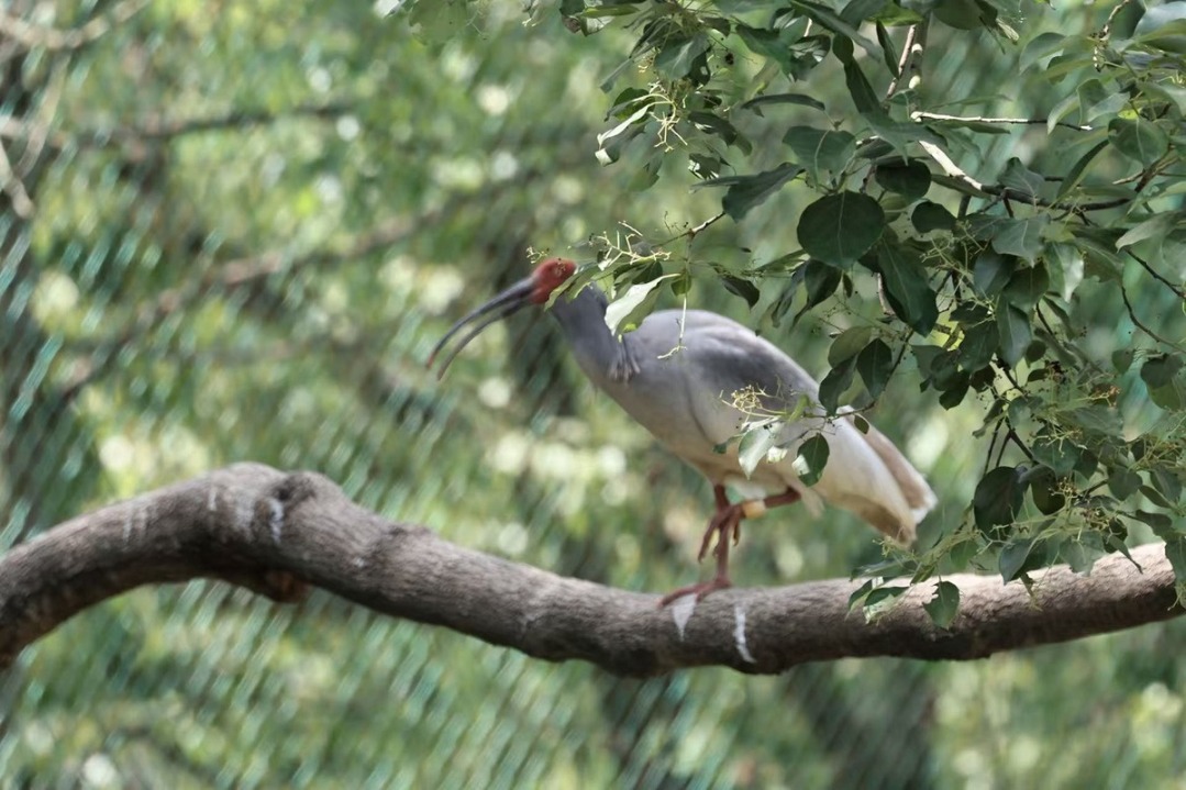 In pics: Crested ibises thrive at breeding center in Shaanxi